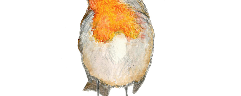 Rotkehlchen Portrait